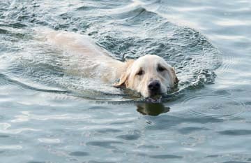 Swimming dog